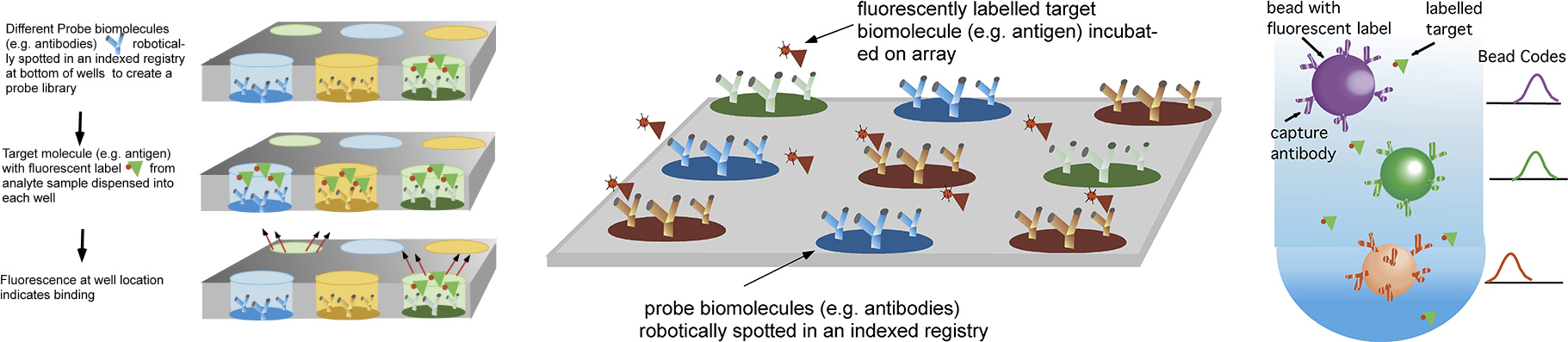 Biomolecular Probes